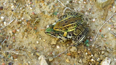 Two-Rio-Grande-Leopard-Frogs--gripping-together