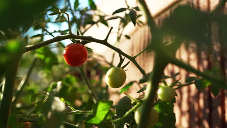 Tomates-Cherry-Pequeños,-Algunos-Verdes-Pero-Uno-Listo-Para-Recoger-Y-Comer-Del-Arbusto---Dolly-Back