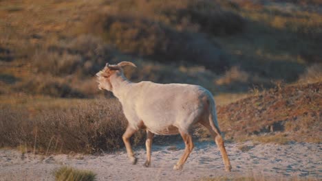 Horned-goat-wanders-rural-landscape-and-bleats,-slow-motion-shot