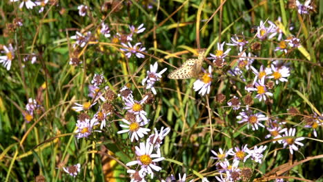 Una-Mariposa-Fritillary-Mormona-Recolecta-Néctar-En-Dos-Flores