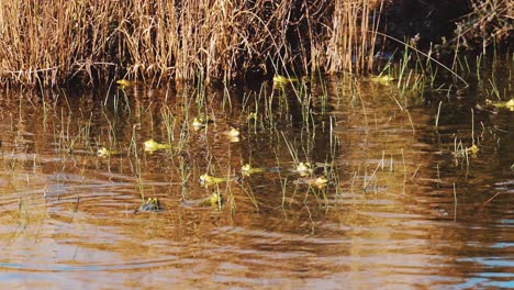 Lots-of-frogs-swimming-in-shallow-water-during-the-day