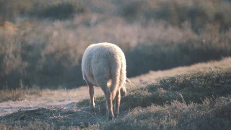 Rear-view-of-single-sheep-eating-grass-at-golden-hour,-shallow-depth-of-field,-handheld