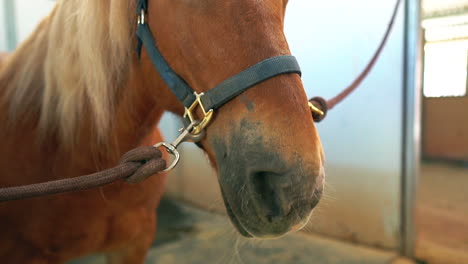 Calm-and-docile-chestnut-horse-secured-in-a-stable---isolated-close-up-in-slow-motion-tilt-up