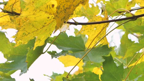 Herbststimmung,-Grüne-Und-Gelbe-Ahornblätter