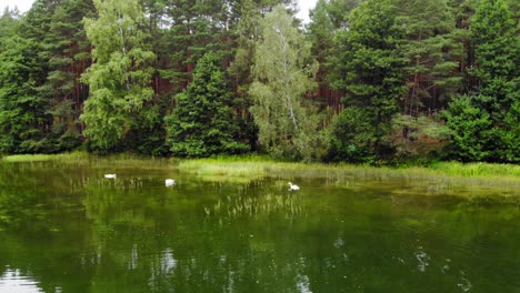 Schöne-Weiße-Vögel,-Die-Bei-Tageslicht-Auf-Der-Wasseroberfläche-Am-Ruhigen-See-In-Pradzonka,-Nordpolen,-Bezirk-Der-Gmina-Studzienice-Schwimmen