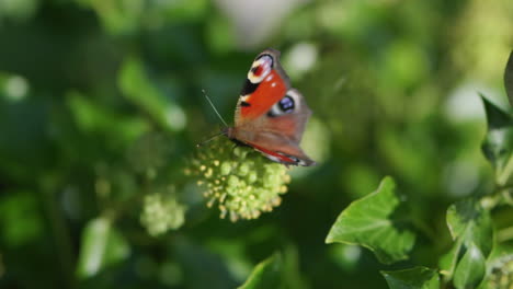 A-Beautiful-Peacock-Butterfly-Collecting-Nectar-On-A-Green-Flower-Bud-Under-The-Sunlight---close-up