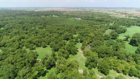 Luftvideo-Eines-Pekannuss-Obstgartens-Außerhalb-Von-San-Saba,-Texas