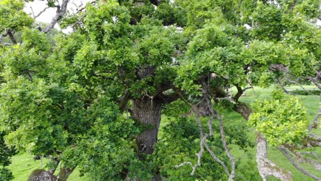 Close-panning-shot-of-sessile-oak-tree-in-green-Swedish-landscape