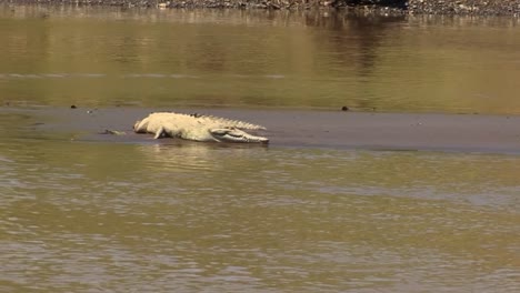 Krokodil-Ruht-In-Der-Sonne-Am-Ufer-Des-Flusses-Tarcoles-In-Costa-Rica