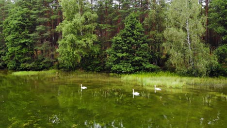 Cisnes-Blancos-Nadando-En-El-Lago-Cerca-Del-Exuberante-Bosque-En-Pradzonka,-Polonia
