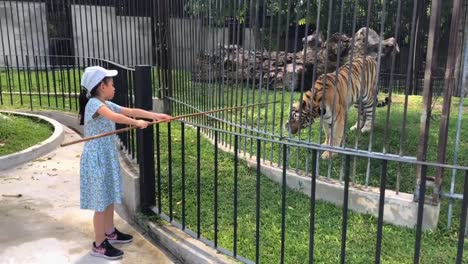 A-tourist-Asian-child-girl-is-feeding-raw-meat-or-raw-pork-to-a-Siberian-tiger-in-a-zoo-cage,-using-a-long-wooden-stick