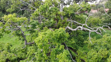 Close-aerial-shot-of-quercus-petraea-tree-in-Sweden,-downward-motion