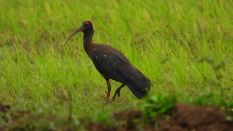 Ibis-in-ground-finding-food-