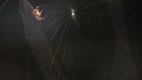 Spinne-Auf-Einem-Spinnennetz---Aufbau-Eines-Kreisförmigen-Netzes-Während-Des-Abends