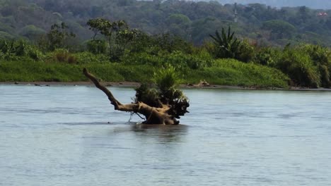 Half-submerged-dead-tree-trunk-in-the-waters-of-Tarcoles-river-in-Costa-Rica