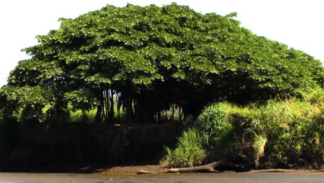 Mangrovenbaum-Am-Flussufer-Des-Flusses-Tarcoles-In-Costa-Rica