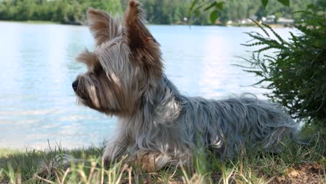 Süßer-Kleiner-Yorkshire-Terrier-Hund,-Der-Im-Schatten-Auf-Gras-In-Der-Hütte-In-Der-Nähe-Des-Seewassers-Liegt---Glücklicher-Kleiner-Yorkie