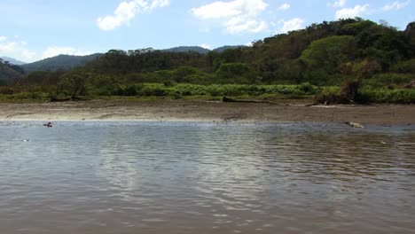 Cocodrilos-A-Orillas-Del-Río-Tarcoles-En-Costa-Rica,-Selva-Tropical-En-El-Fondo