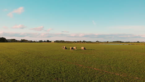 Eine-Kleine-Herde-Texeler-Schafe,-Die-Sich-Auf-Dem-Frischen-Grünen-Gras-Auf-Dem-Bauernhof-In-Utrecht,-Niederlande,-Ernähren---Vorwärtsdrohnenschuss
