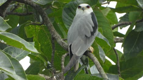 Black-winged-kite-in-tree-waiting-for-pray