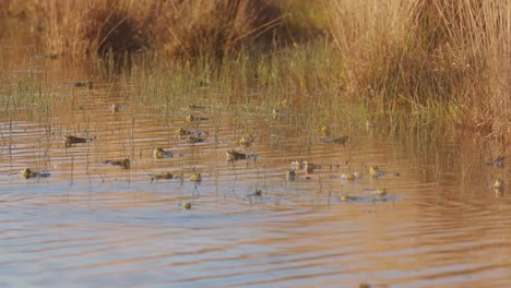 Lots-of-frogs-swimming-in-shallow-water-during-the-day,-zoom-out