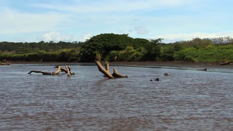 Toter-Baumstamm,-Der-Teilweise-In-Den-Tarcoles-Fluss-In-Costa-Rica-Eingetaucht-Ist