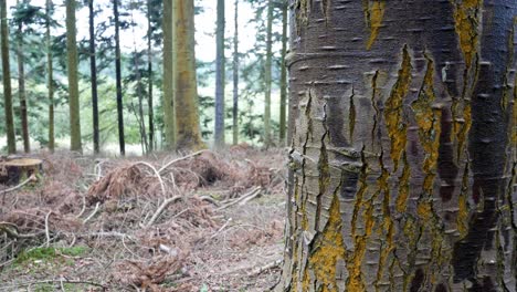 Dense-woodland-forestry-wilderness-logging-deforestation-colourful-tree-trunk-closeup-left-dolly