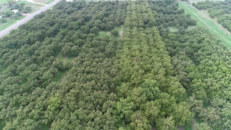 Aerial-flight-over-a-pecan-orchard-near-San-Saba-Texas