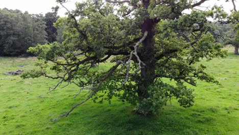Rising-aerial-shot-of-sessile-oak-tree-and-green-landscape-in-Sweden
