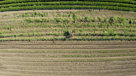 Birds-eye-view-over-farmer-as-he-harvests-red-onions,-then-camera-pulls-straight-up-to-reveal-large-farmland-in-Salinas-Valley,-CA