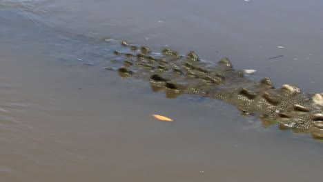 Langsames-Schwenken-Eines-Großen-Krokodils-Im-Fluss-Tarcoles-In-Costa-Rica