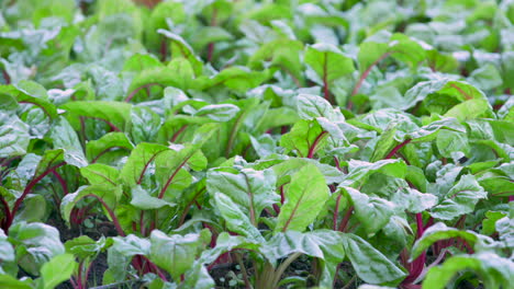 Chard-lettuce-in-field-filling-the-frame