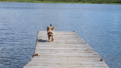 Female-Yorkie-Dog-Walking-on-Waterfront-Dock---Yorkshire-terrier-at-the-Cottage-Slow-Motion