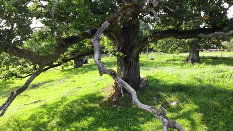 Colorido-Tiro-Panorámico-Cercano-Del-árbol-De-Quercus-Petraea-Y-Hierba-Verde