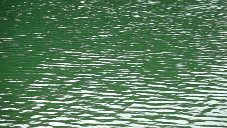 Close-up-of-ripple-patterns-moving-in-slow-motion-in-green-colored-lake-water