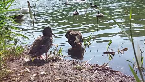 Dos-Pájaros-Mallard-Femeninos-A-Orillas-Del-Lago-Y-Un-Cisne-Nadando-En-El-Fondo