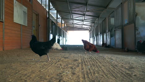Free-range-chickens-in-a-barn-or-stable-scratching-and-pecking-at-the-ground-as-they-forage-for-food---slow-motion-pan