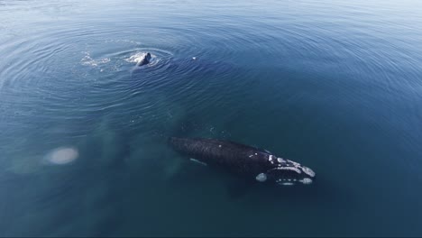Southern-Right-Whales-Blowing-Water-While-Resting-On-The-Surface-Of-Patagonian-Sea-In-Argentina,-South-America