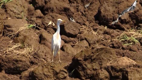 Great-Egret-stands-on-the-rocks-of-the-Tarcoles-River-in-Costa-Rica