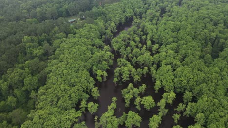 Aerial-View-of-Cypress-Forest-and-Swamp-Land-on-Moody-Summer-Evening