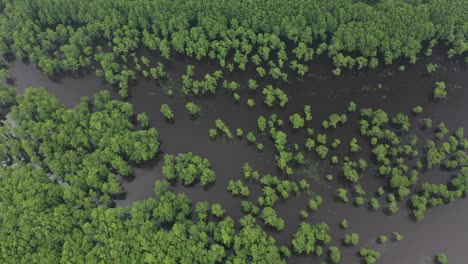 Birdseye-Aerial-View-of-Caddo-Lake-State-Park,-Green-Cypress-Trees-and-Marshland-Texas-USA