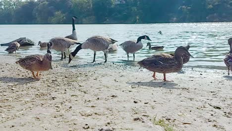 Mallard-ducks-and-Canadian-Geese-walking-on-the-lakeshore,-static