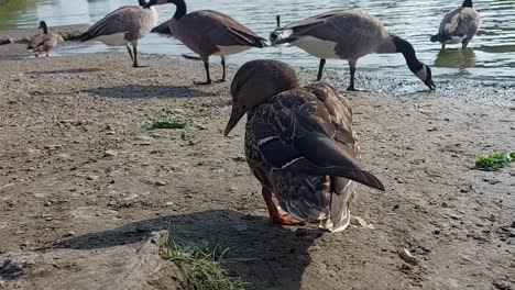 Female-Mallard-ducks-play-while-Canadian-Geese-eat-on-the-lakeshore