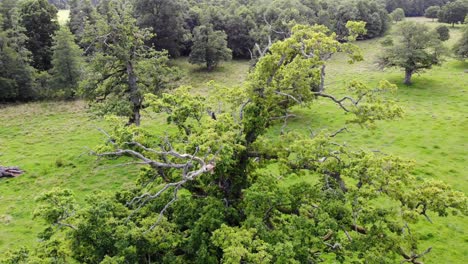 Aerial-shot-of-sessile-oak-tree,-green-grass-and-forest-in-Sweden