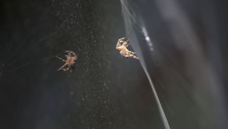 Eine-Orb-Weaver-Spinne-Auf-Ihrem-Netz-Mit-Reflexionen-Auf-Einem-Klaren-Wasser