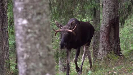 A-large-elk-walked-in-the-woods
