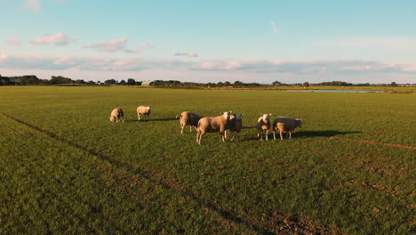 Flock-Of-Texel-Sheeps-On-The-Green-Pasture-In-Utrecht,-Netherlands,-Grazing-On-The-Lush-Grass-Under-The-Warm-Morning-Sun---wide-arc-shot