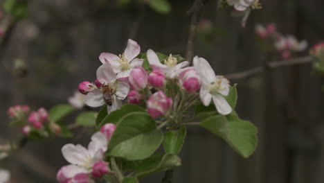 Eine-Biene,-Die-Im-Frühjahr-Einen-Apfelbaum-Bestäubt