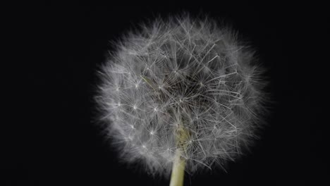 Dandelion,-looking-at-its-seeds-by-turning-the-camera