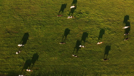 Farm-Animals---Top-down-View-Of-A-Flock-Of-Domestic-Goat-Walking-And-Running-Freely-On-The-Lush-Fields-During-Sunset-In-Utrecht,-Netherlands